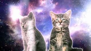 cat cat